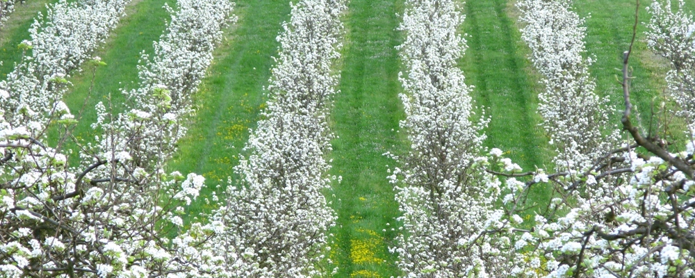 verger en fleur poire williams